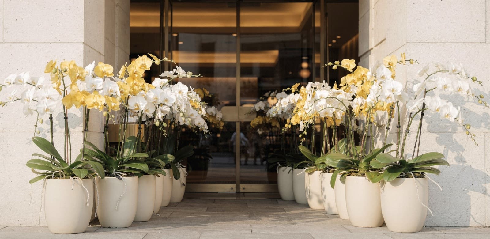 Tall white and golden yellow Phalaenopsis arrangements in cream planters lining a restaurant entrance
