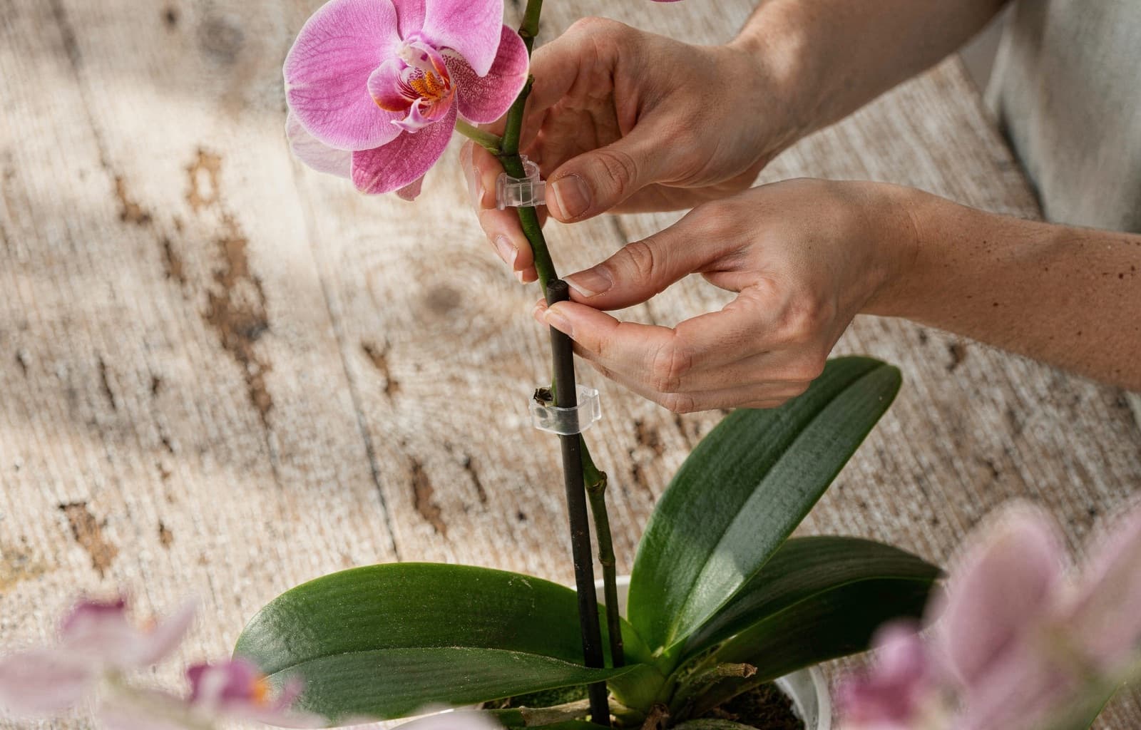 A florist's hands fixing an arching pink Phalaenopsis stem to a support with a small clip